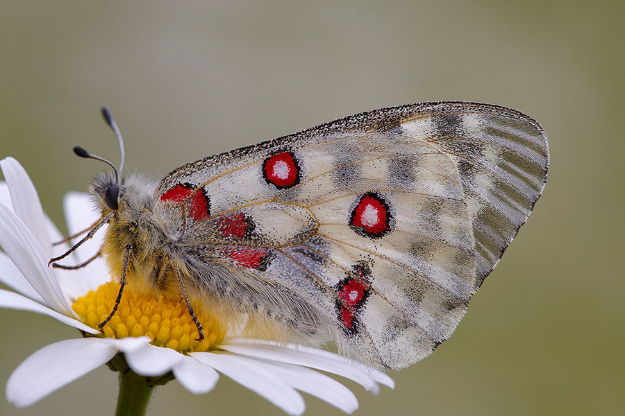 Apollofalter (Parnassius apollo)