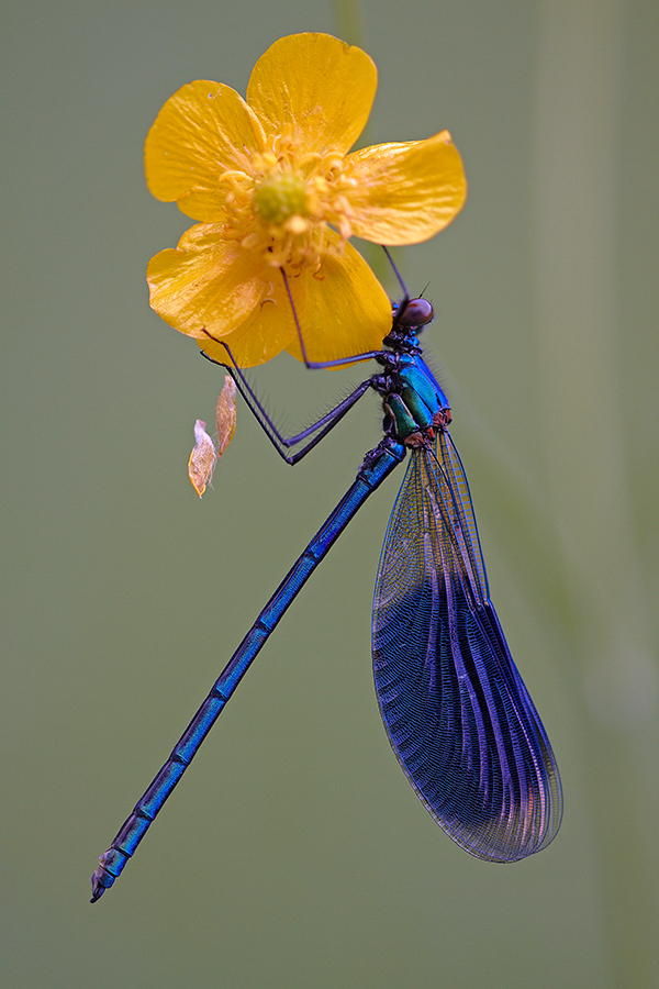 GebÃ¤nderte Prachtlibelle (Calopteryx splendens)