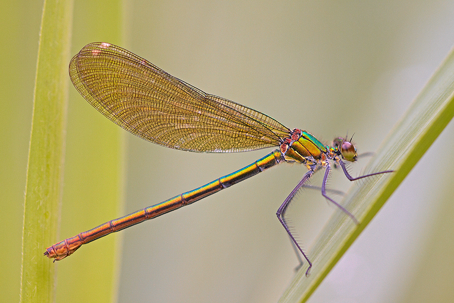 GebÃ¤nderte Prachtlibelle (Calopteryx splendens)
