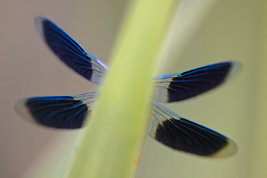 GebÃ¤nderte Prachtlibelle (Calopteryx splendens)