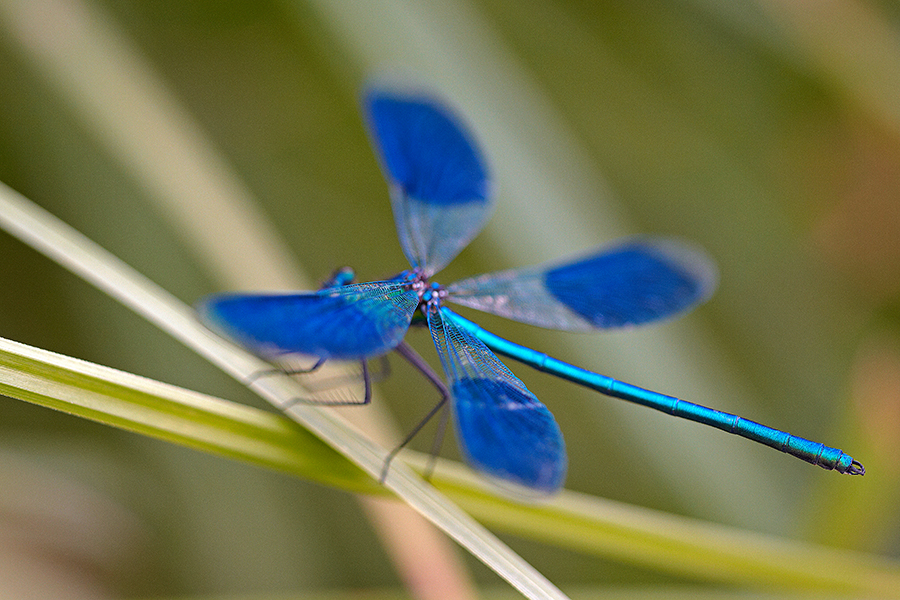 GebÃ¤nderte Prachtlibelle (Calopteryx splendens)