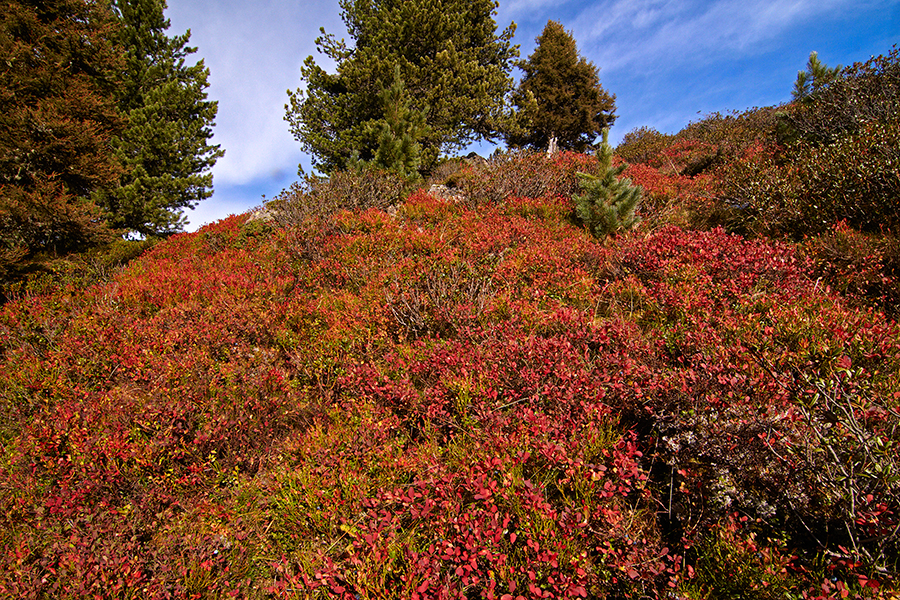 Herbst