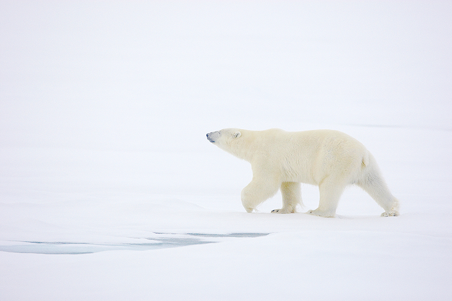 EisbÃ¤r