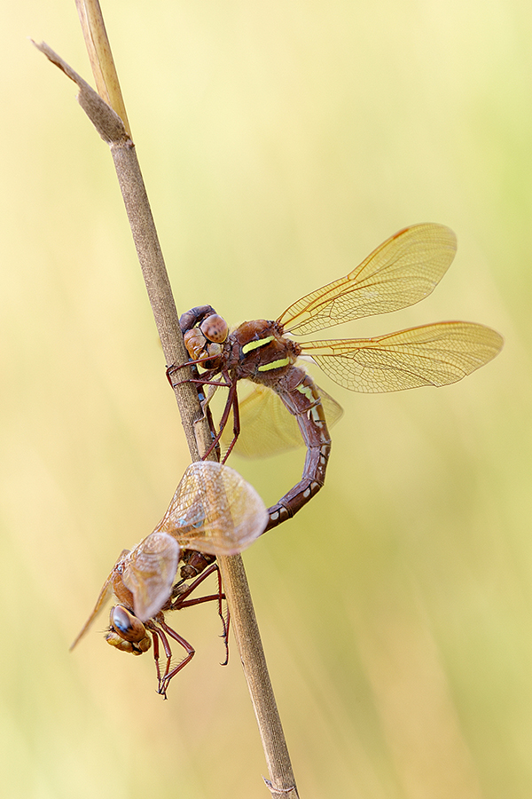 Braune Mosaikjungfer (Aeshna grandis)