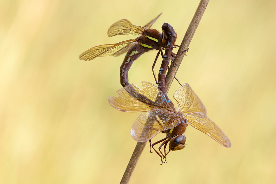 Braune Mosaikjungfer (Aeshna grandis)