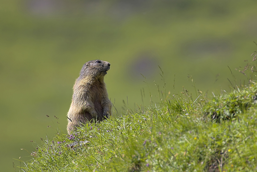 Murmeltier (Marmota)