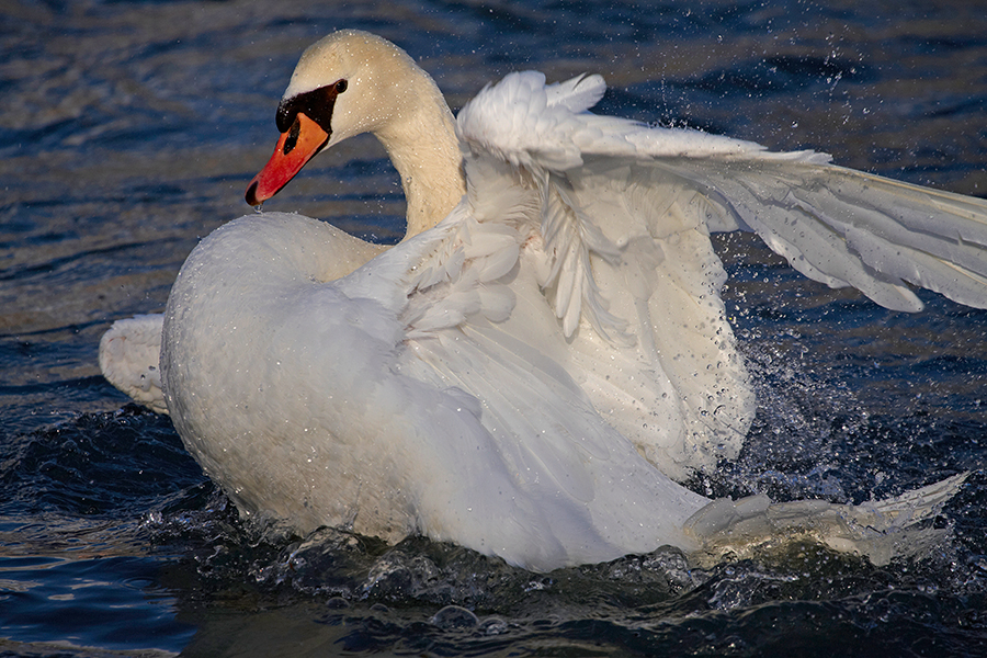 HÃ¶ckerschwan (Cygnus olor)