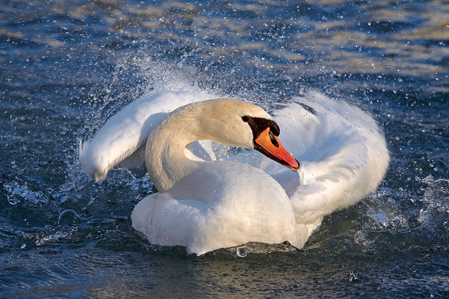 HÃ¶ckerschwan (Cygnus olor)