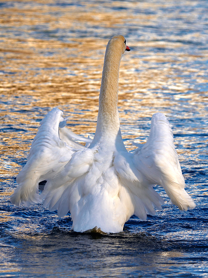 HÃ¶ckerschwan (Cygnus olor)
