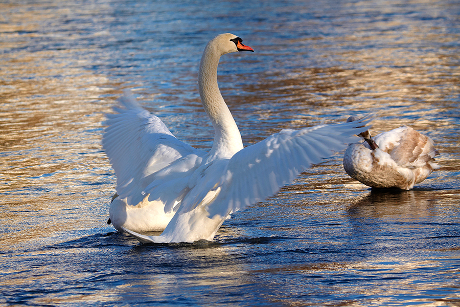 HÃ¶ckerschwan (Cygnus olor)