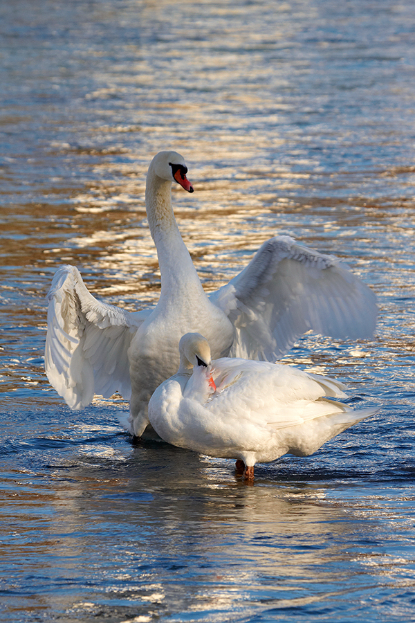 HÃ¶ckerschwan (Cygnus olor)