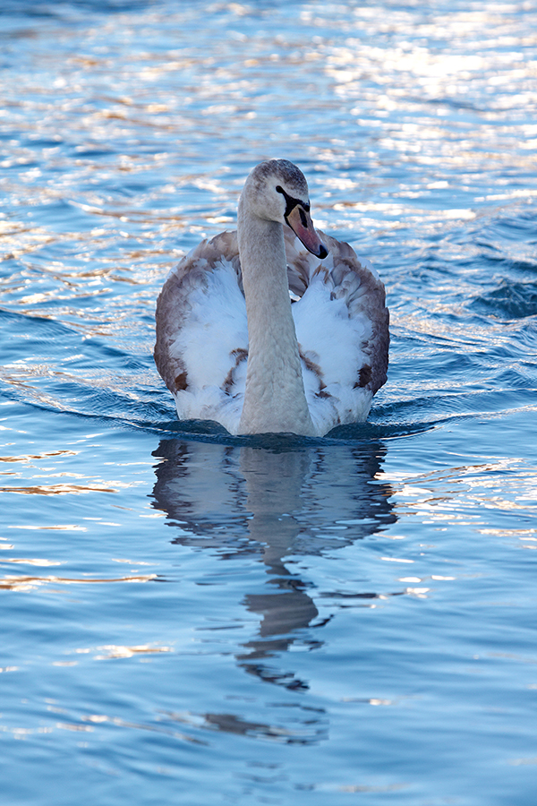 HÃ¶ckerschwan (Cygnus olor)