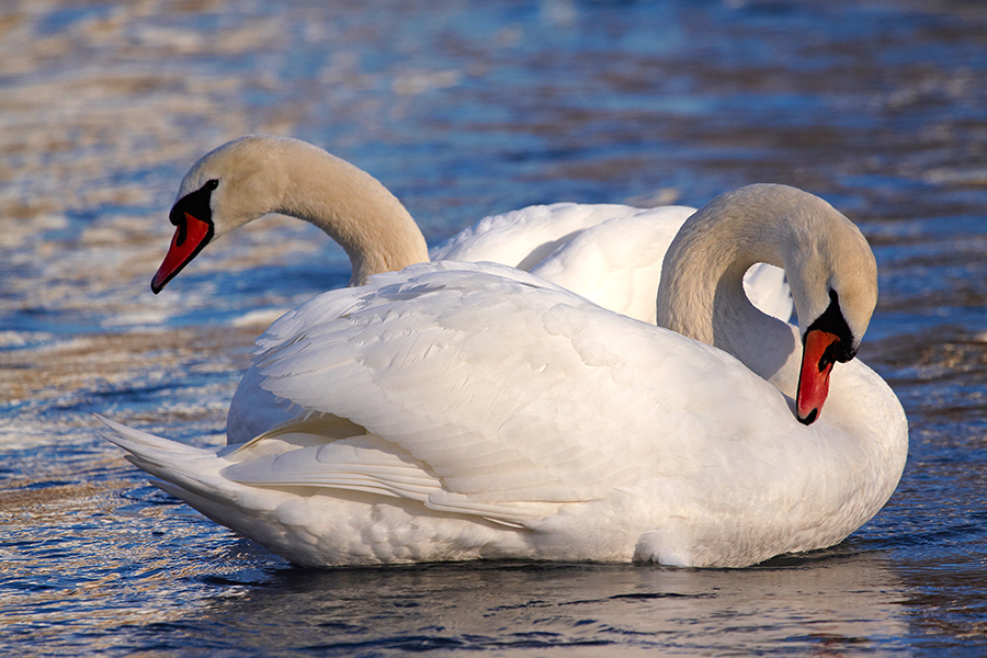 HÃ¶ckerschwan (Cygnus olor)