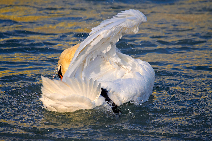 HÃ¶ckerschwan (Cygnus olor)