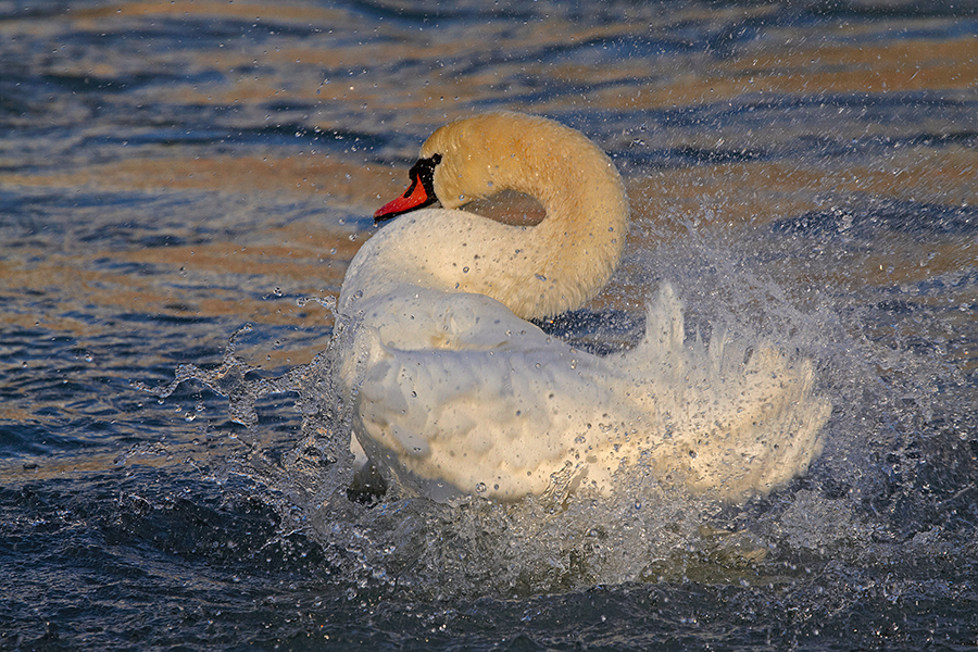 HÃ¶ckerschwan (Cygnus olor)