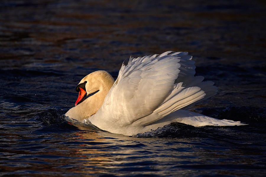 HÃ¶ckerschwan (Cygnus olor)