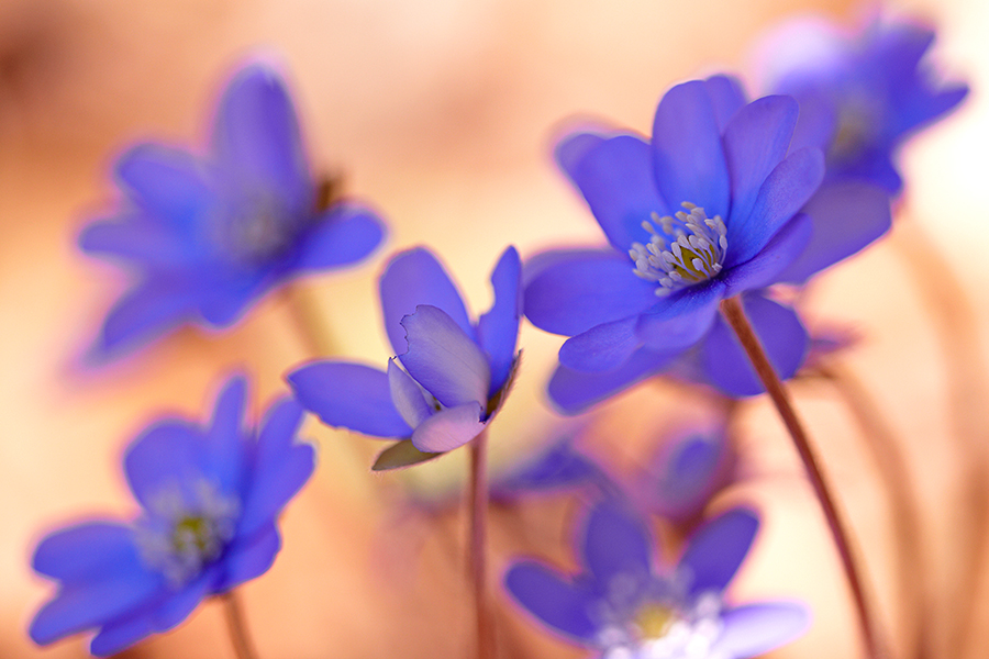 LeberblÃ¼mchen (Anemone hepatica)