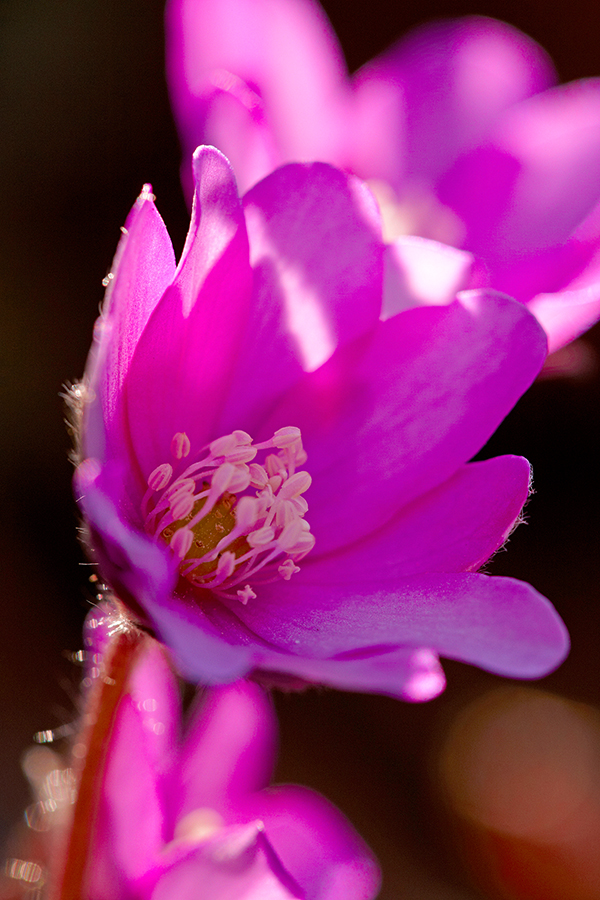 LeberblÃ¼mchen (Anemone hepatica)