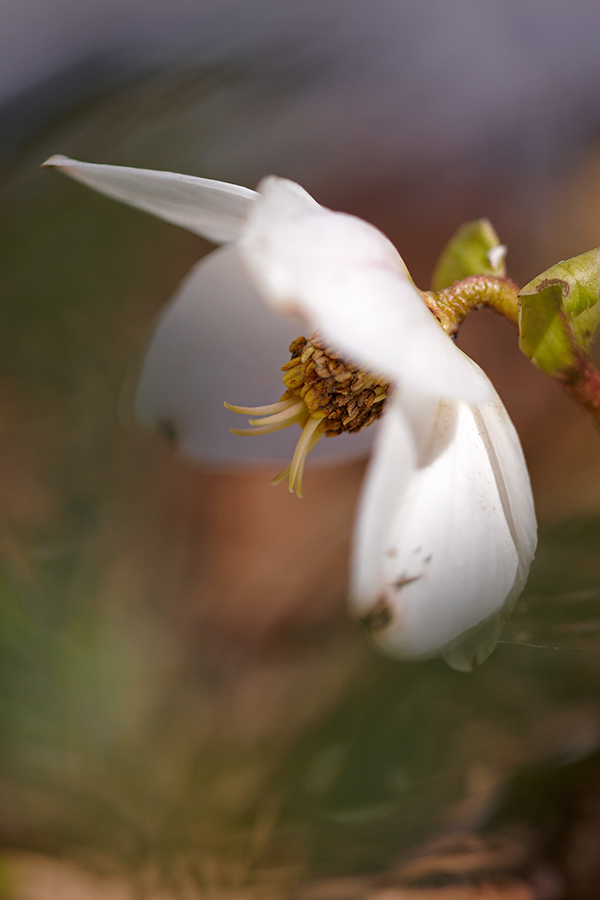 Schneerose oder Christrose (Helleborus niger)