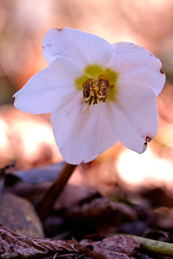 Schneerose oder Christrose (Helleborus niger)