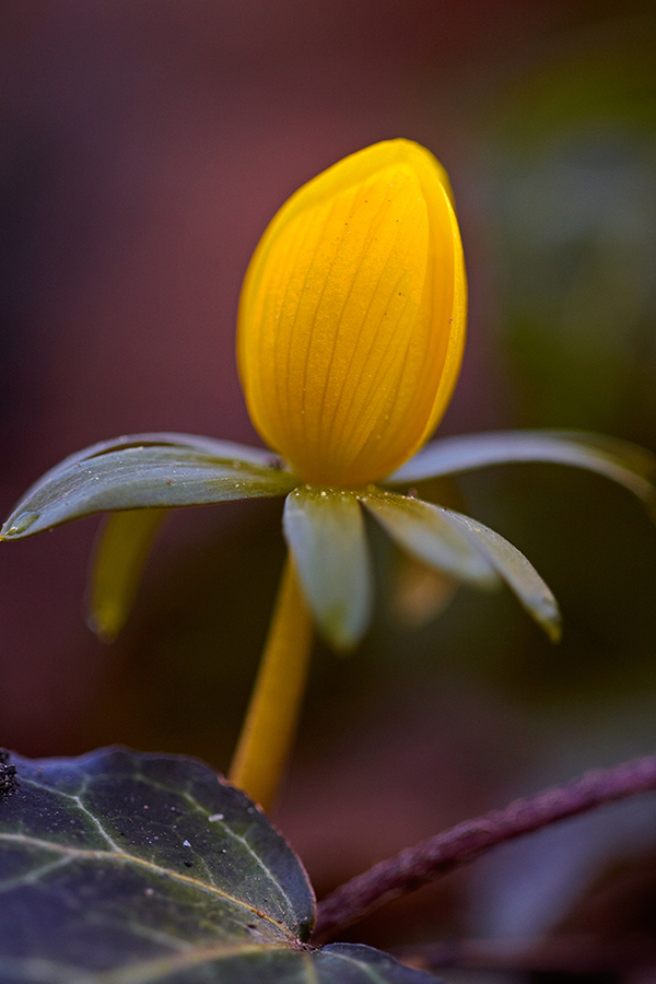 Winterling (Eranthis hyemalis)