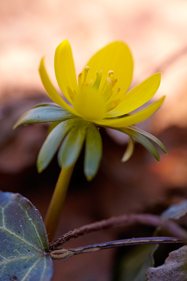 Winterling (Eranthis hyemalis)