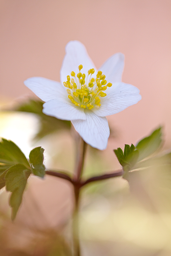 BuschwindrÃ¶schen (Anemone nemorosa)