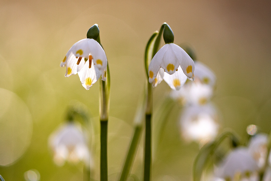 FrÃ¼hlings-Knotenblume (Leucojum vernum)