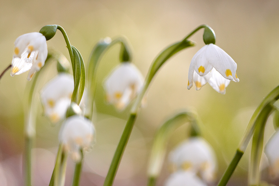 FrÃ¼hlings-Knotenblume (Leucojum vernum)