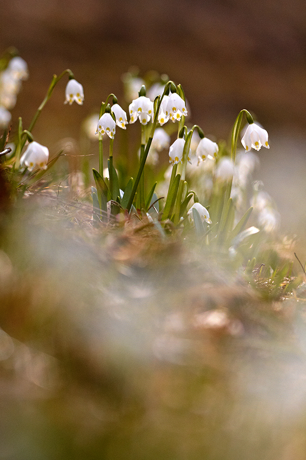 FrÃ¼hlings-Knotenblume (Leucojum vernum)