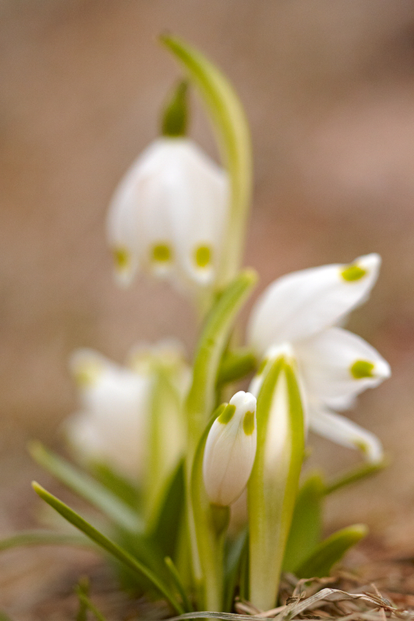 FrÃ¼hlings-Knotenblume (Leucojum vernum)