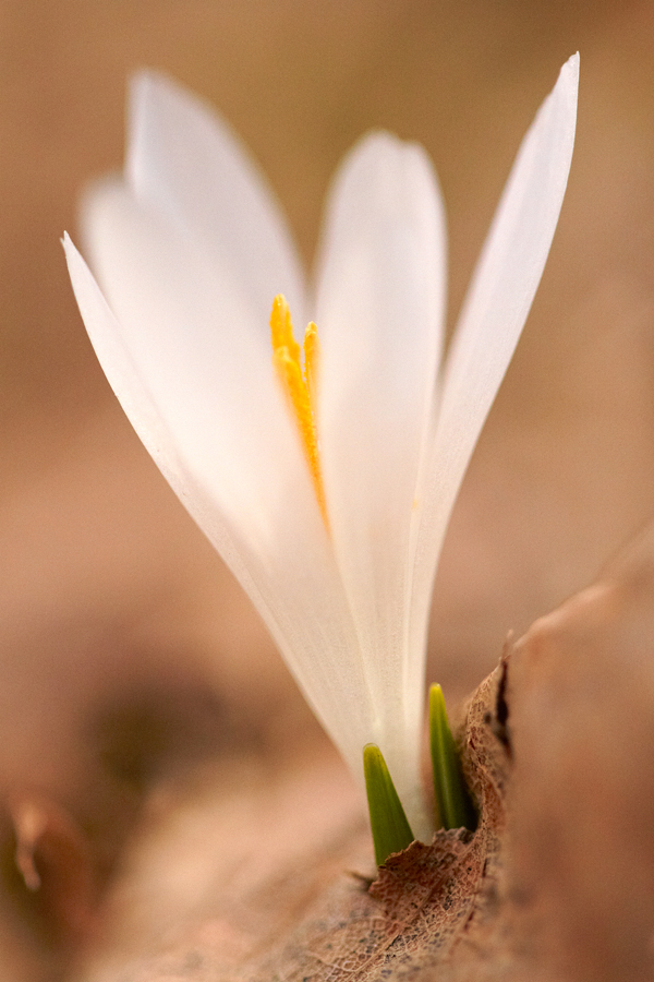 FrÃ¼hlings-Krokus (Crocus vernus)