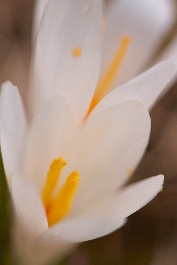 FrÃ¼hlings-Krokus (Crocus vernus)