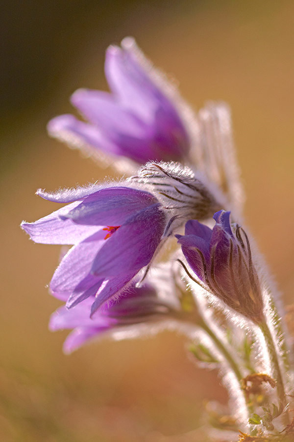 Innsbrucker KÃ¼chenschelle (Pulsatilla oenipontana)