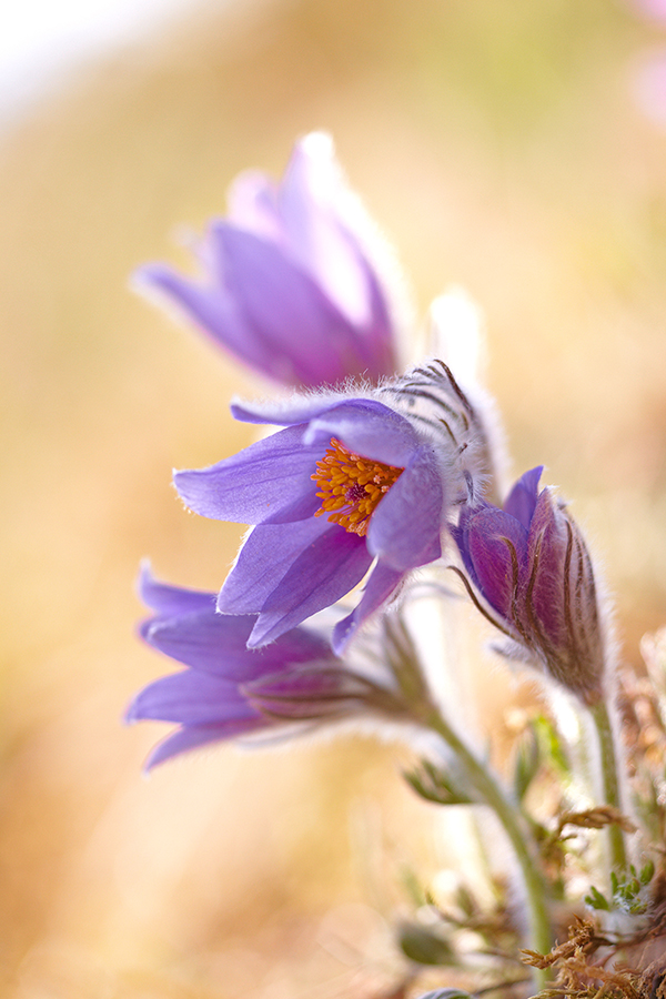 Innsbrucker KÃ¼chenschelle (Pulsatilla oenipontana)