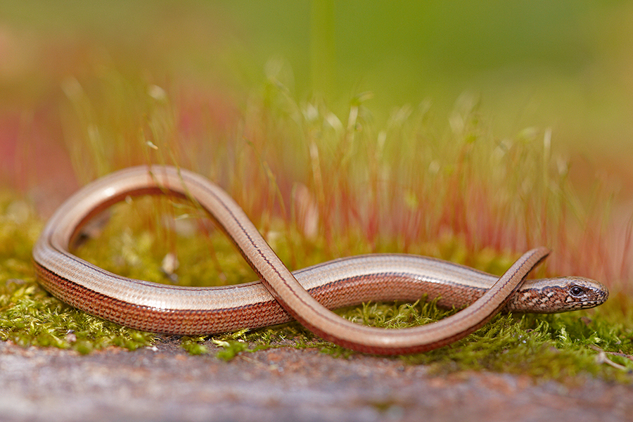 Blindschleiche (Anguis fragilis)