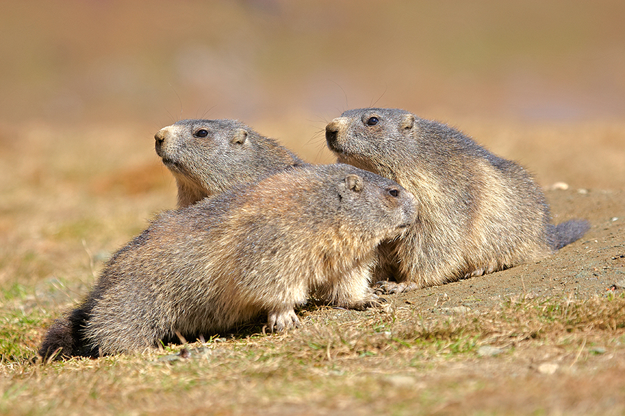 Alpenmurmeltier (Marmota marmota)