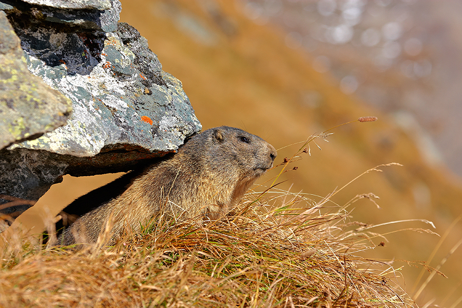 Alpenmurmeltier (Marmota marmota)