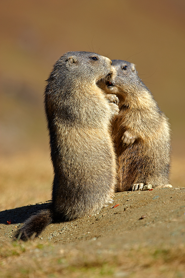 Alpenmurmeltier (Marmota marmota)