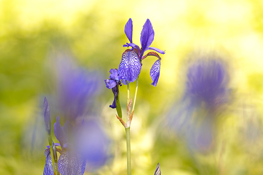 Sibirische Schwertlilie (Iris sibirica)