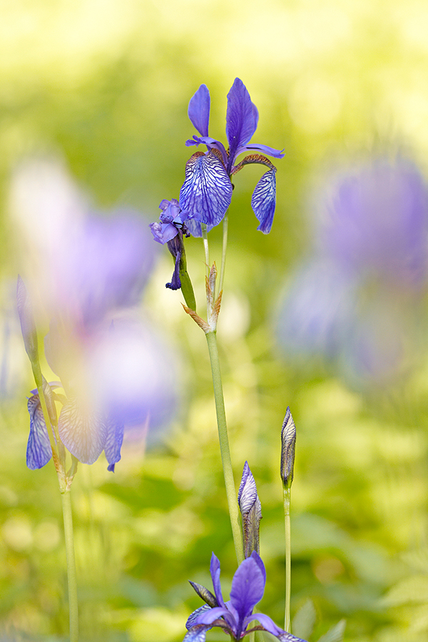 Sibirische Schwertlilie (Iris sibirica)