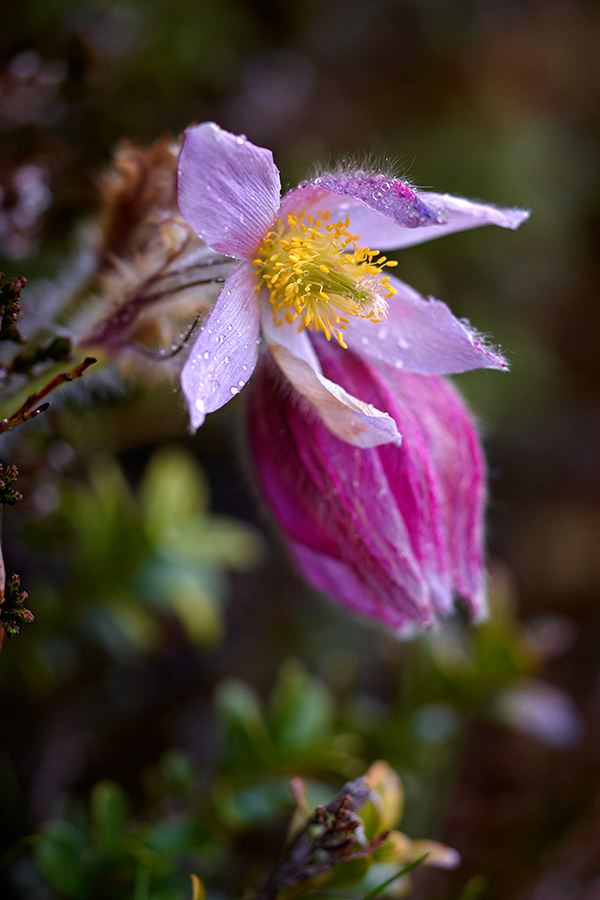 GewÃ¶hnliche Kuhschelle (Pulsatilla vulgaris)