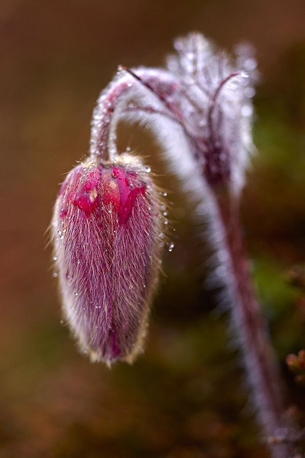 GewÃ¶hnliche Kuhschelle (Pulsatilla vulgaris)