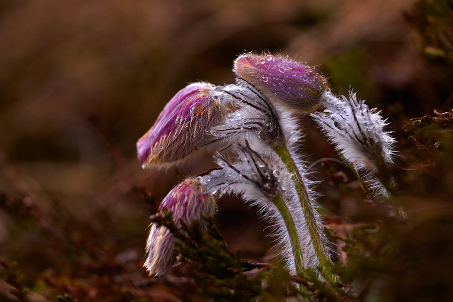 GewÃ¶hnliche Kuhschelle (Pulsatilla vulgaris)