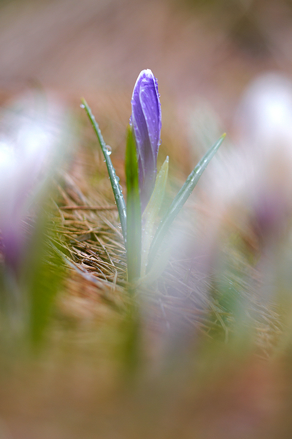 Wilder Krokus