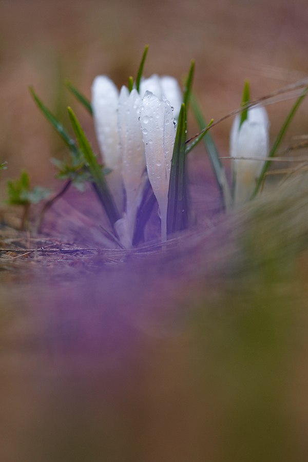 Wilder Krokus