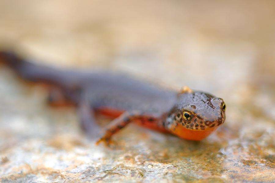 Bergmolch oder Alpenmolch (Ichthyosaura alpestris)