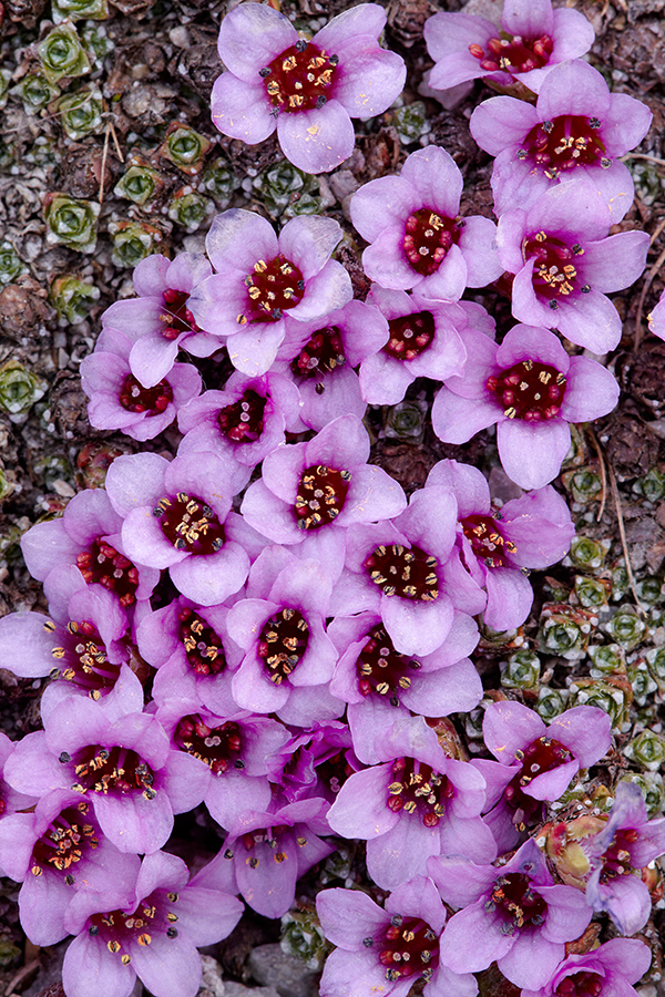 GegenblÃ¤ttriger Steinbrech (Saxifraga oppositifolia)