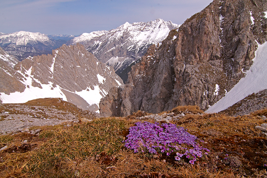 GegenblÃ¤ttrige Steinbrech (Saxifraga oppositifolia)