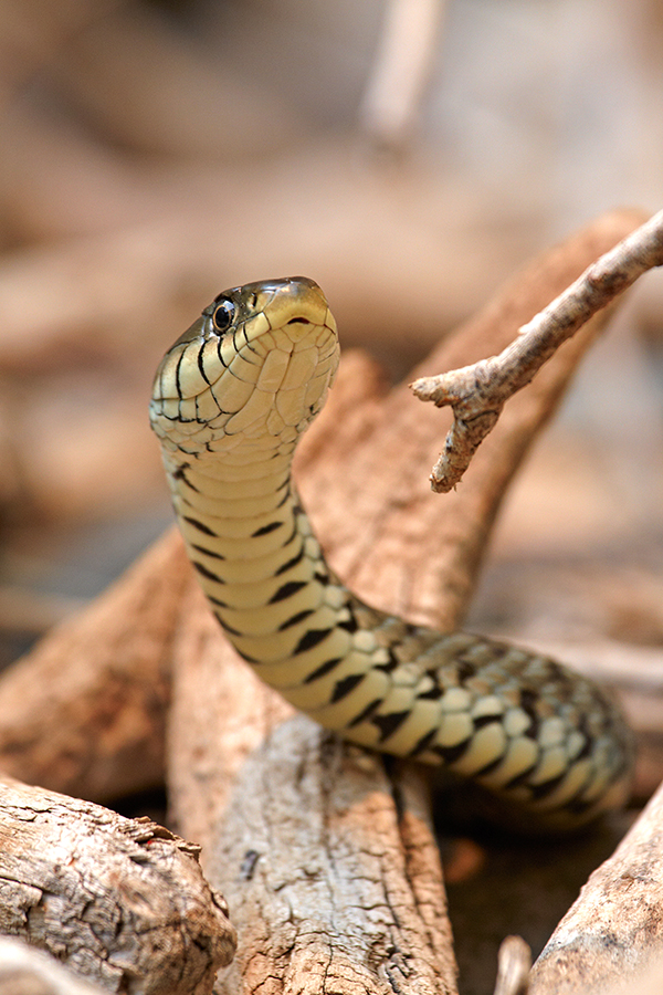 Ringelnatter (Natrix natrix)
